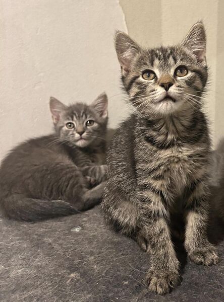 3 Monate junge kitten, BKH-Neva Masquerade mix - Stuttgart