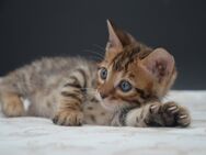 Bengal Kitten - Bad Zwischenahn