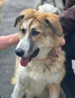 LUCKY, wo bleibt ihr persönliches Glück? - Aerzen