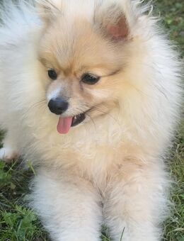 Zwergspitz Pomeranian Rüde Red Merle mit Stammbaum - Frankfurt (Main) Eckenheim