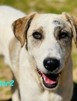 Victor2 fröhlich und lieb 03/22 ESP - Ruppertsecken