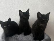 BKH Siam Mix Kitten - Düsseldorf