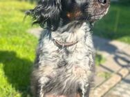Sally - aktive Familienhündin - Löwenberger Land