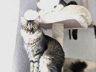 MIEZE & PUFA - ZWEI - Unzertrennliche... - Kempen