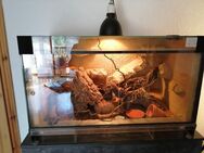 Dickschwanzgecko inkl. Terrarium und Zubehör