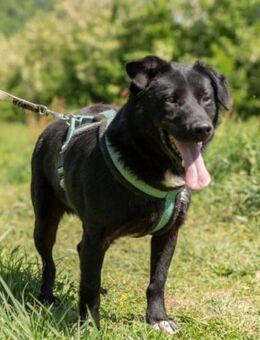 Mix-Rüde ♥Milo♥ ein Herz von Hund - Hamburg