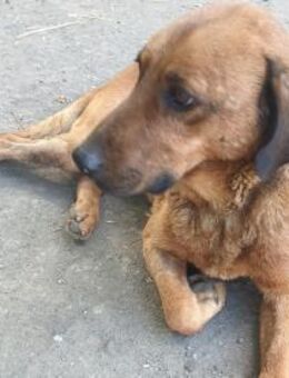 Liebenswerter Senior sucht Nähe - Olsberg