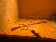 Bartagame Babys - Elsdorf (Nordrhein-Westfalen)