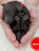 Großpudel / Königspudel / Standardpudel in braun mit Papieren in 29525