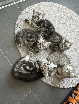 BKH kitten blue silver tabby spotted Britisch Kurzhaar katzen Babykatze Whiskas - Hiddenhausen