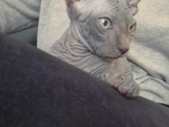Sphynx Kätzchen in beste Hände abzugeben - Neumünster
