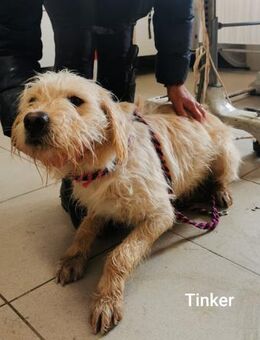 Hübscher Kerl mit wunderbarem Charakter - Wettenberg