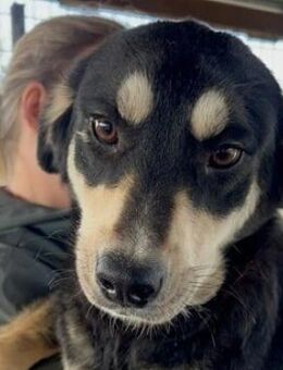 ZORA ~ liebevoll und bezaubernd - Duisburg