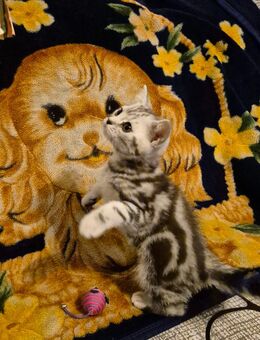 BKH - Babykatzen - Forchheim (Bayern)