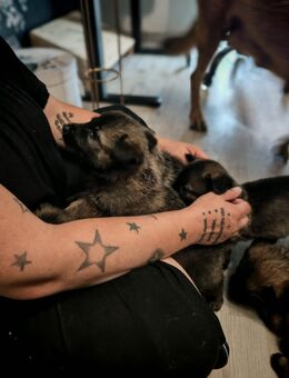 Schäferhund Mix - Gifhorn