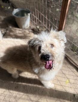 Süti-LM lieber Wuschel - Neustadt (Rübenberge)