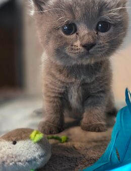 BLH/BKH Kitten - Bebra