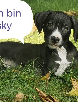 Welpen zu verkaufen - Ibbenbüren Zentrum