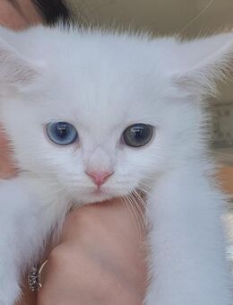 BKH Kitten zum Verkauf - Herford (Hansestadt)