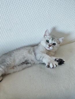 Bkh Kitten - Dortmund
