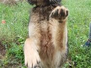 Liebenswerte sanfte soziale KATE sucht♥️ - München