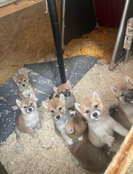 Shiba Inu Welpen - Groß Umstadt