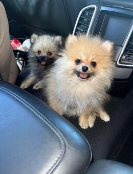 Pomeranian Mini - Berlin