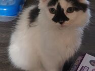 3 Maine Coon Mixe suchen Personal - Arnsberg