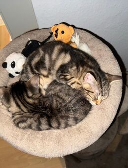 Kitten zwei Babykater EKH/Main Coon - Reilingen