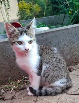 Katzen Babys - Geithain