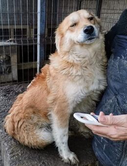 Ronja - SOS - wartet im HORROR 'Shelter' - Blankenheim (Nordrhein-Westfalen)