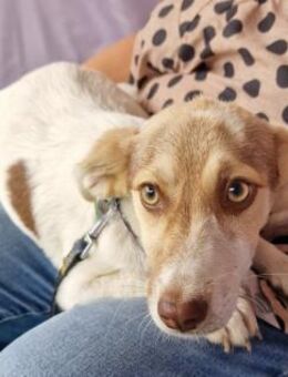 Katy - freundlich und neugierig - Westerholt