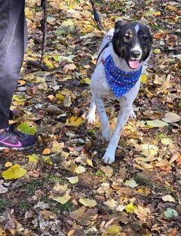 Freundlicher CHAP sucht ein Zuhause ♥️ - München
