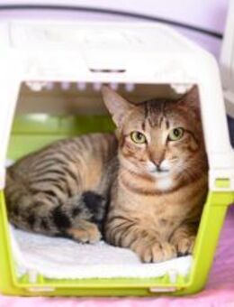 Bijou aus dem Tierschutz Kreta - Grevenbroich