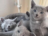 Exquisite Reinrassige Russisch Blau Kätzchen zu Verkaufen! - Wertheim Zentrum