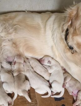 Reinrassige Golden Retriever Welpen - Etzenricht