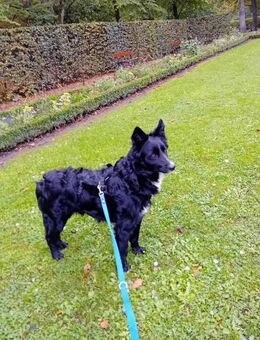 Strolchi sucht ländliches Zuhause - Hausen (Würzburg)