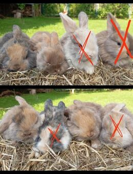 Zwergkaninchen .. - Sagard