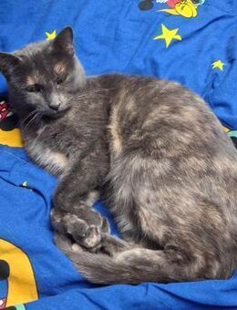 Valentina sanfte Russisch-Blau-Mix - Benediktbeuern