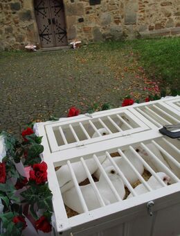 Hochzeitstauben Hochzeit weiße Brieftauben Event Trompetensolo - Stadtallendorf