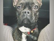 Frenchie sucht ein liebevolles Zuhause - Herzogenaurach