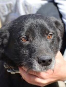 Kamron - zutraulich u. verspielt - Lohra