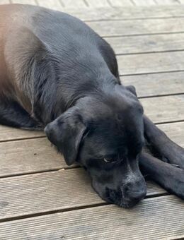 Mischling Rüde 1,5 Jahre - Medow