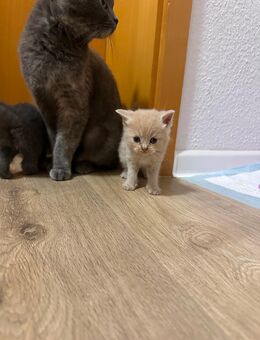 BKH Kitten - Markkleeberg