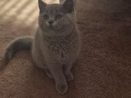 Letztes BKH Kitten mit Impfpass reinrassig - Duisburg