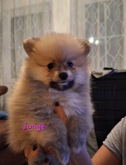 Kleinspitz Pomeranian - Pleß