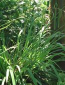 Riesen-Segge in 59494