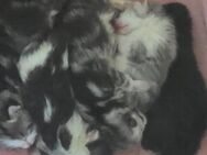 Bkh Mix kitten - Herne