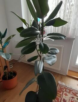 Gummibaum Zimmerpflanze mit Topf - Wiesbaden Kostheim
