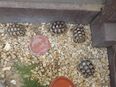 Breitrandschildkröten NZ2020 (Testudo marginata) in 35510
